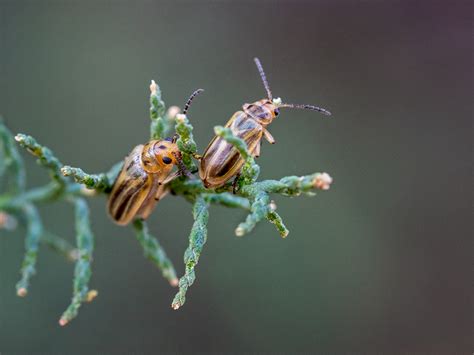 Introducing The Beetles Arizona Highways