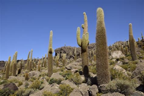 Premium Photo Cacti On The Isla Incahuasi Within The Worlds Largest