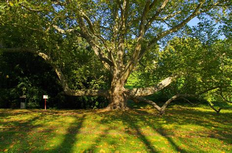 sycamore tree lights  photo  pixabay pixabay