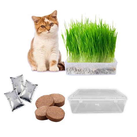 Organic Cat Grass Buy Cat Grass Seeds And Plants Online