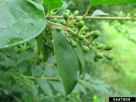 Chinese Privet Ligustrum Sinense Lour