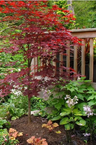 Buy Fireglow Japanese Maple Tree Free Shipping 1 Gallon Pot For Sale From Wilson Bros