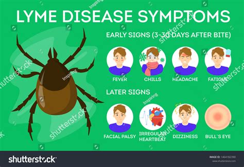 Síntomas De La Enfermedad De Lyme Vector De Stock Libre De Regalías 1464182390 Shutterstock