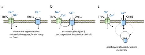 Overview Of The Modulation Of Orai By Trpc Channels Orai Channel