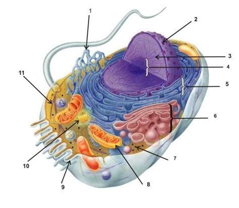 Eukaryote Diagram Quizlet