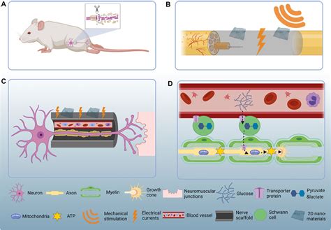 Frontiers Two Dimensional Nanomaterials For Peripheral Nerve