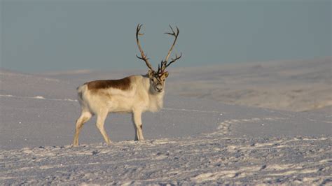 6 animals that change color in the winter | Live Science