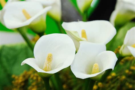 Growing and Care of Indoor Calla Lily Indoors