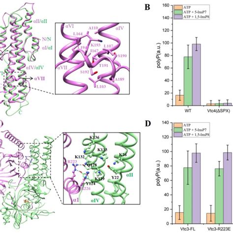 The SPX Domain Of Vtc4 Regulates PolyP Synthesis In An PP InsPs 851