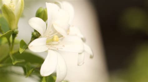 How to Plant, Grow, and Care for Easter Lilies