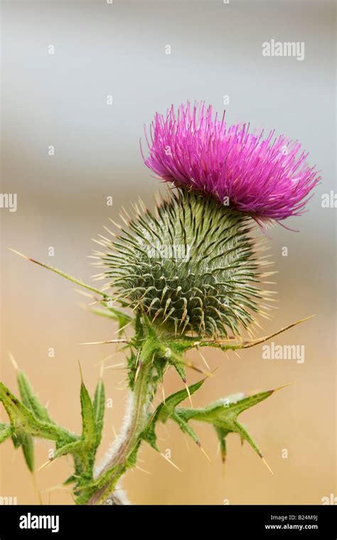 Thistle Scotland Emblem Hi Res Stock Photography And Images Alamy