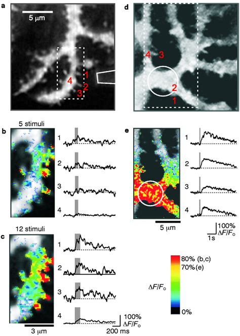 Local Calcium Signalling By Inositol 145 Trisphosphate In Purkinje