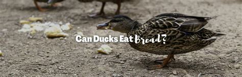 Why You Shouldnt Feed Ducks Bread 6 Good Alternatives