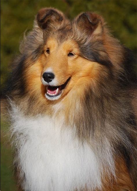 Toy Sheltie Breeders Ontario | Wow Blog