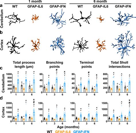 Microglia Have Distinct Morphologies In Gfap Il6 Versus Gfap Ifn Mice Download Scientific