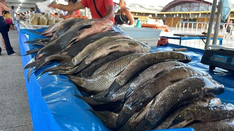 Semana Do Pescado Visa Aumentar Consumo Em Destaque Noticias