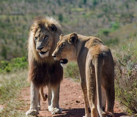 African Lion Facts: Habitat, Diet, Behavior