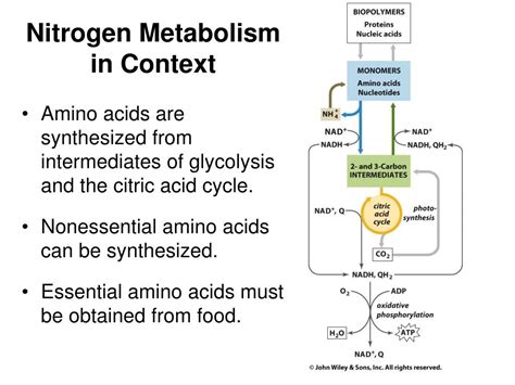 PPT Lecture Notes For Chapter 18 Nitrogen Metabolism PowerPoint