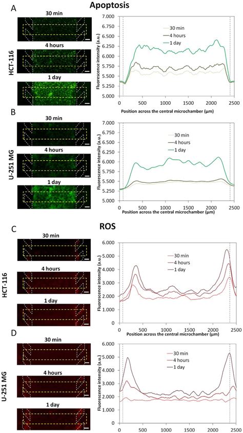 Apoptosis And ROS Characterization HCT 116 A And U 251 MG Cells B