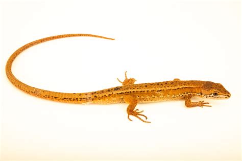 Japanese Grass Lizard (Takydromus tachydromoides) - Joel Sartore