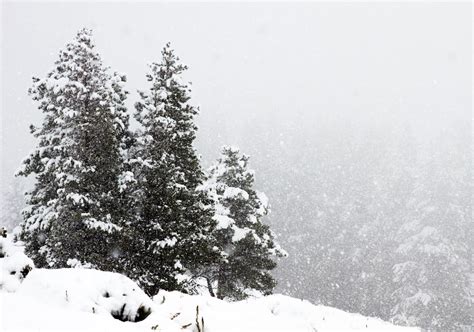 Quiz Where Should You Go Winter Wildlife Watching The National