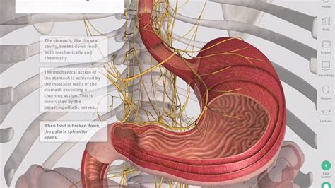 Upper Gastrointestinal Tract Diagram