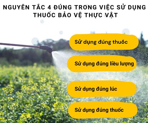 Nguyên Tắc 4 Đúng Trong Việc Sử Dụng Thuốc Bảo Vệ Thực Vật