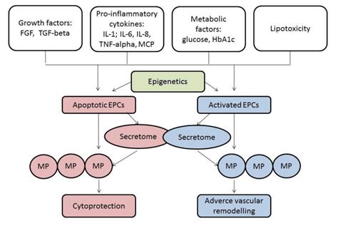 Endothelial Repair And Endothelial Cell Derived Secretome