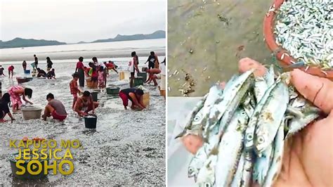 Dalampasigan Sa Masbate Nabalot Ng Tone Toneladang Isda Kapuso Mo