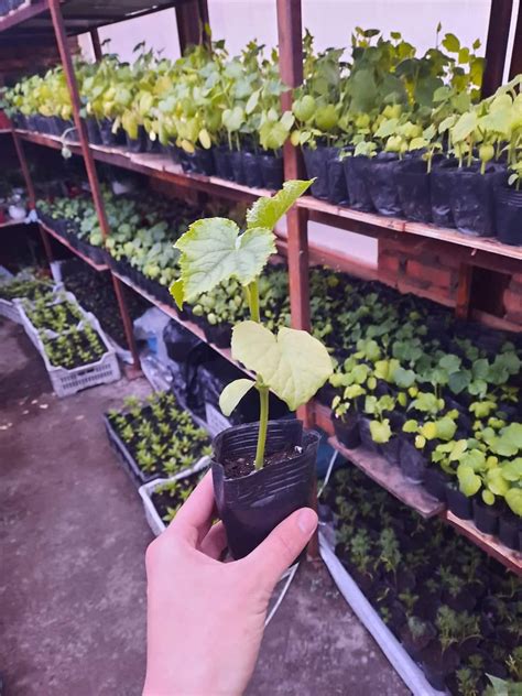 Plant Lab /Амьд Цэцэг/ added a... - Plant Lab /Амьд Цэцэг/