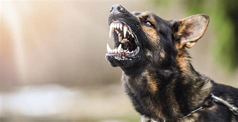 gejala rabies  manusia berdasarkan tingkat keparahannya