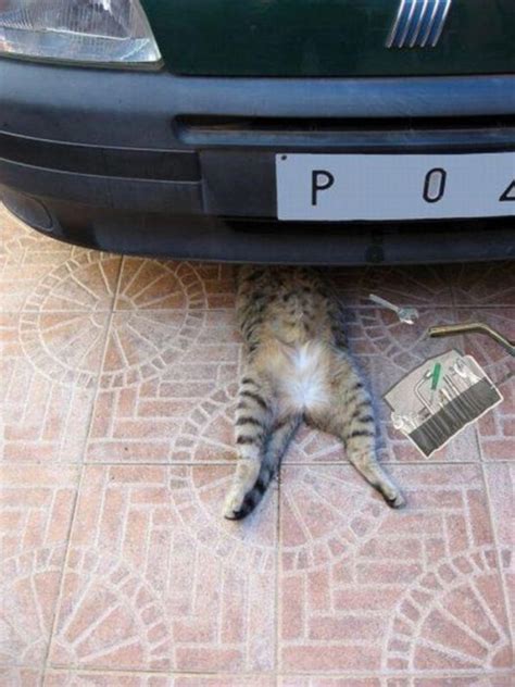 20 Photos Of Cats Acting Like Humans Thethings