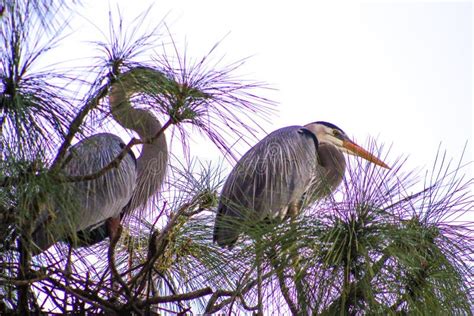 Blue Herons Nesting in a Tree Stock Image - Image of fish, long: 169128915