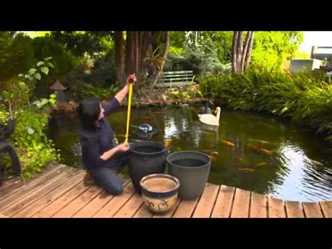 Using Oxygenating Plants in Your Pond (Guide)