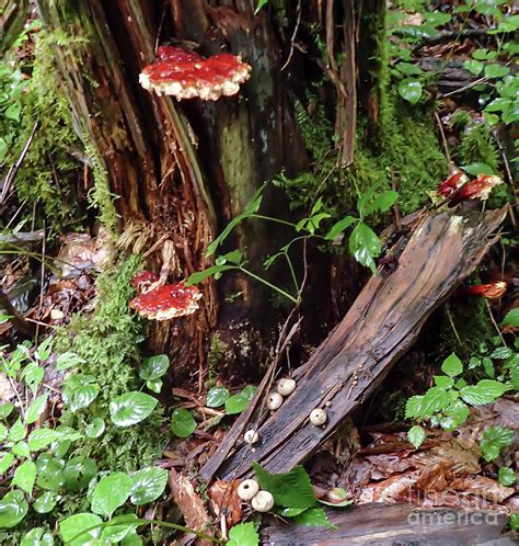 Joyce Kilmer Memorial Forest Face In Log Photograph By David