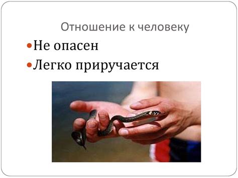 Для чего нам нужны домашние животные - презентация онлайн