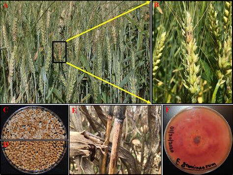 Frontiers Fusarium Head Blight And Rust Diseases In Soft Red Winter