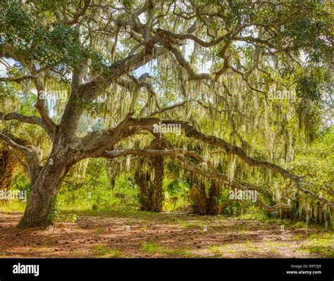 Live Oak Trees Covered In Spanish Moss In Oscar Scherer State Park In