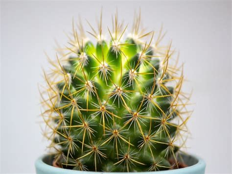 How To Describe A Cactus