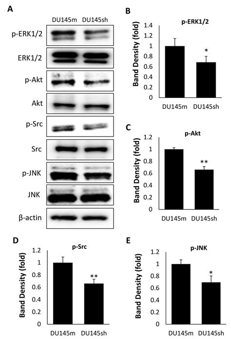 Knockdown Of Trpm Inactivates Erk Akt Src And Jnk In Du Cell