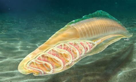 Early Vertebrates