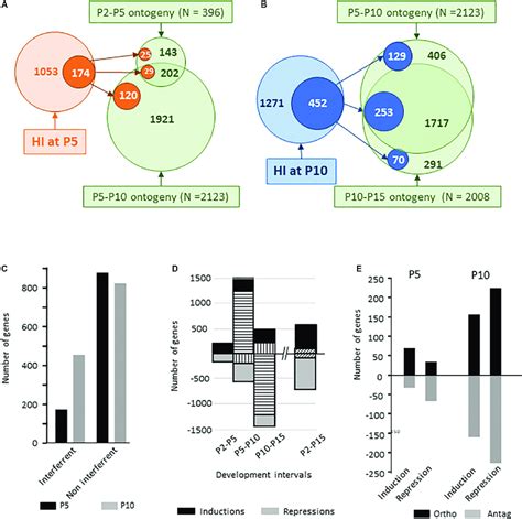 Ontogenic Regulations Of Gene Expression In Dissected Hemispheres