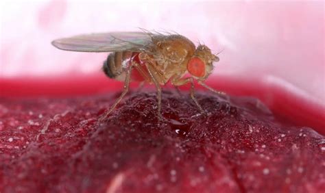 La Fruta Fina Se Enfrenta A Una Plaga Que Lleg Para Quedarse En Todo