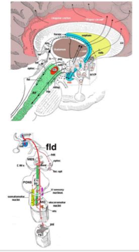 Etx Pit Ch1 Fig23 Endotext