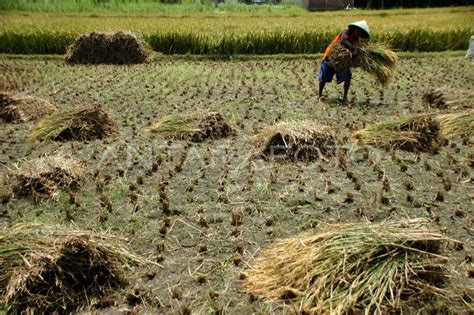 PRODUKSI BERAS PUNCAK PANEN RAYA ANTARA Foto