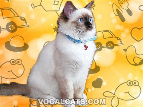 Seal Mitted Ragdoll: Complete Guide - Vocal Cats