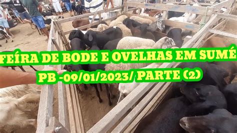 FEÍRA DE CAPRÍNOS E OVÍNOS EM SUMÉ PB 09 01 2023 PARTE 2 YouTube