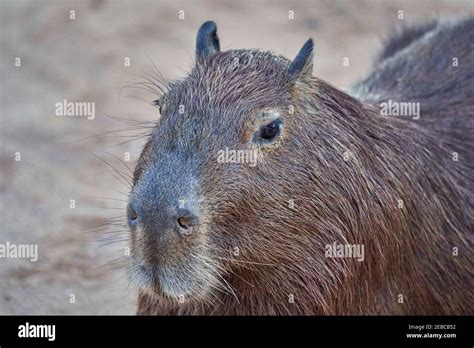 Capybara Portrait Hydrochoerus Hydrochaeris The Largest Living Rodent