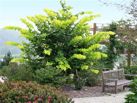 Eastern Redbud Hearts Of Gold Cercis Canadensis