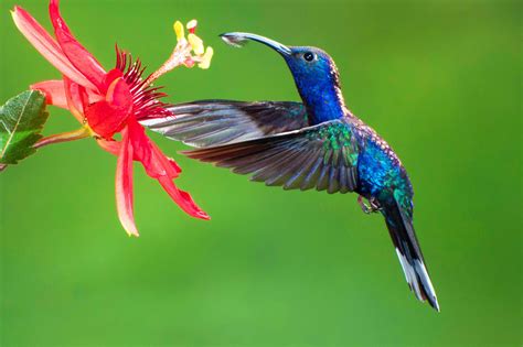 Pretty Blue Hummingbirds